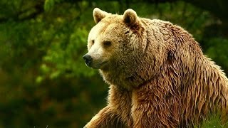 Unedited Footage of a Bear előzetes