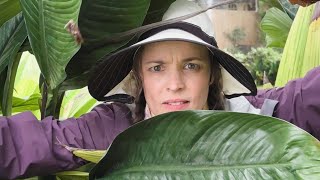 Segítség! előzetes