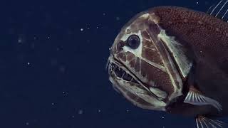Deep Ocean: Descent into the Mariana Trench előzetes