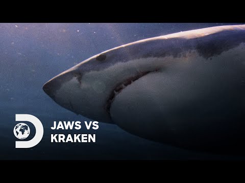 Jaws vs. Kraken előzetes magyar szinkronnal