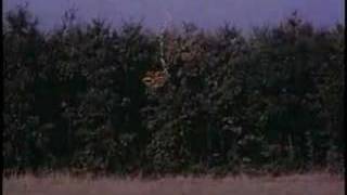 The Legend of Two Gypsy Dogs előzetes